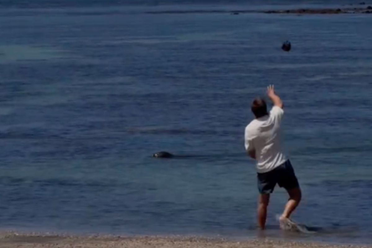 Hawaii Tourist Threw Rock at Endangered Seal: Everything We Know So Far