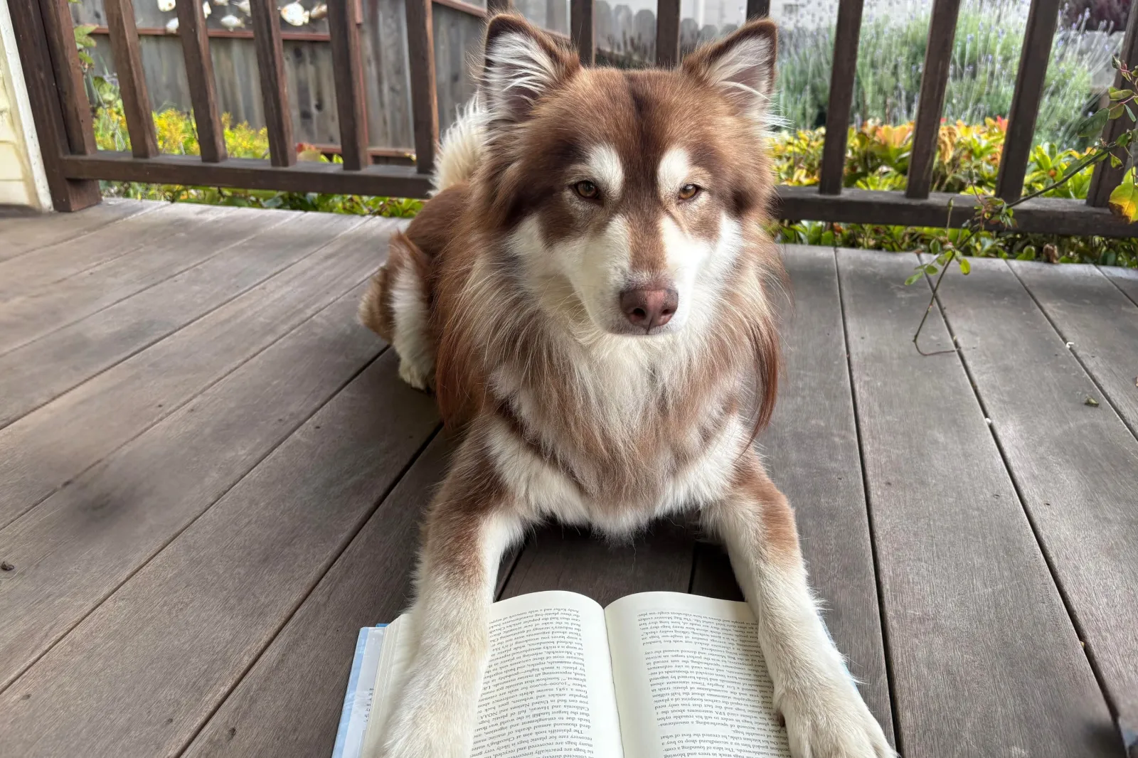Husky mix sitting with book