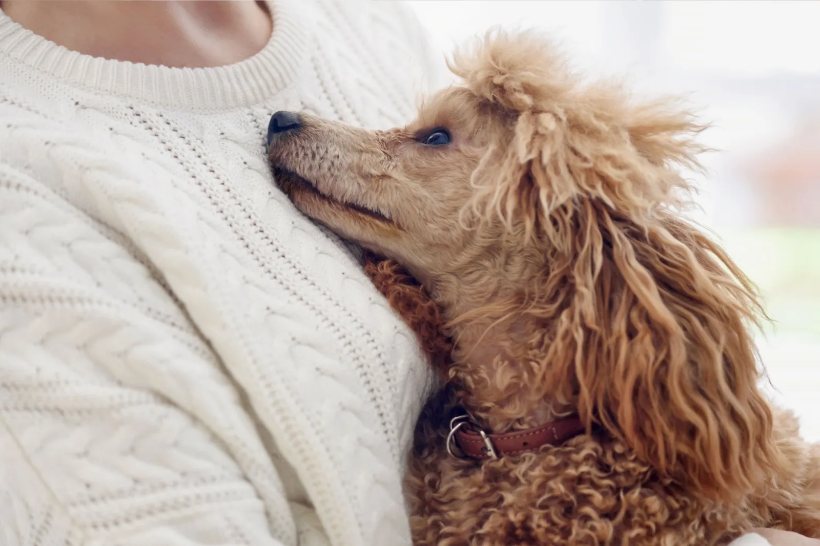 Poodle looking up and snuggling person
