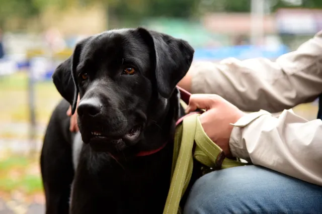 Black labrador stands next to owner
