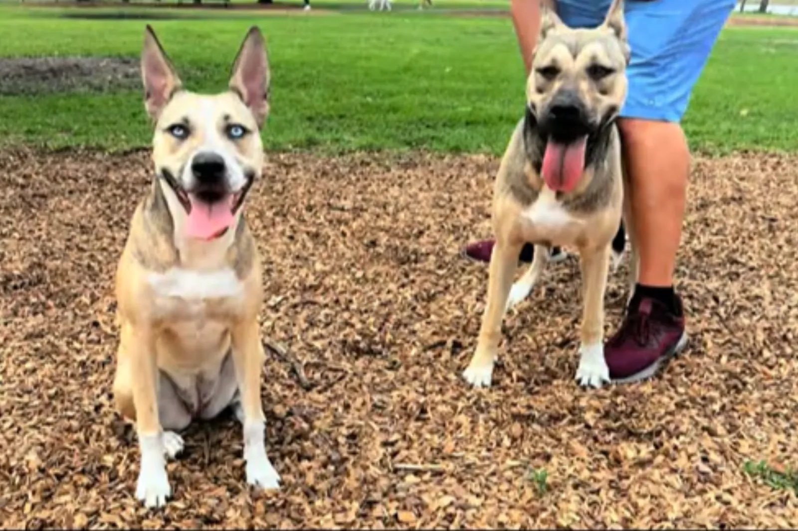 From left: Aspen and Toby at the dog park.