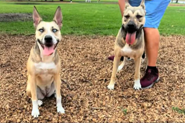 Rescue Dog Reunites With Brother After Adoption, Owner Shocked by Response