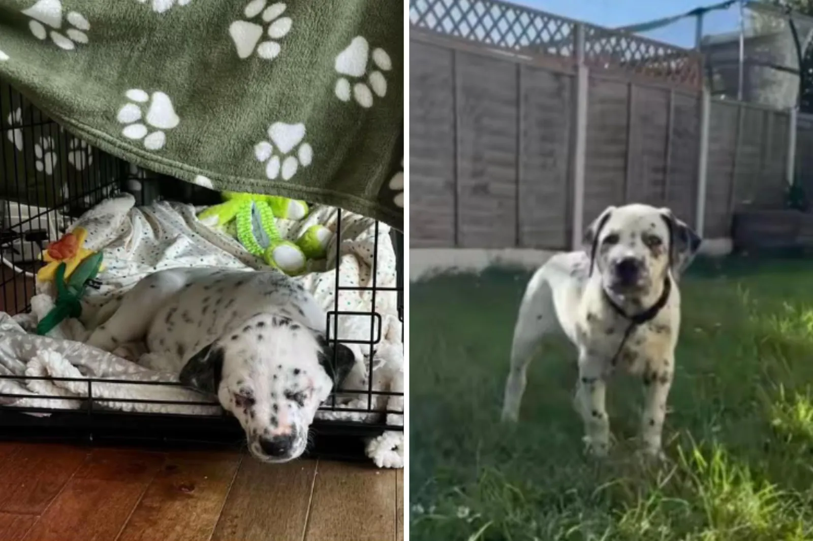 The Unexpected Legacy of a Dalmatian-Staffy Mix: Crash's Journey