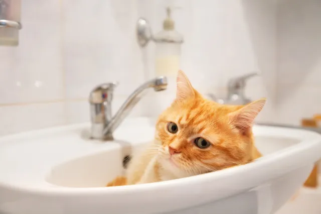 Stock image: a ginger tabby pokes its head out of a sink.