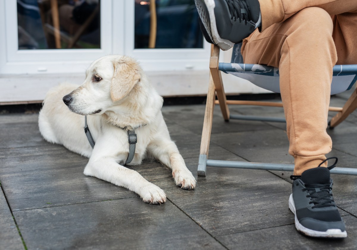 Trainer Reveals 5 Overlooked Behaviors That Signal a Happy Dog