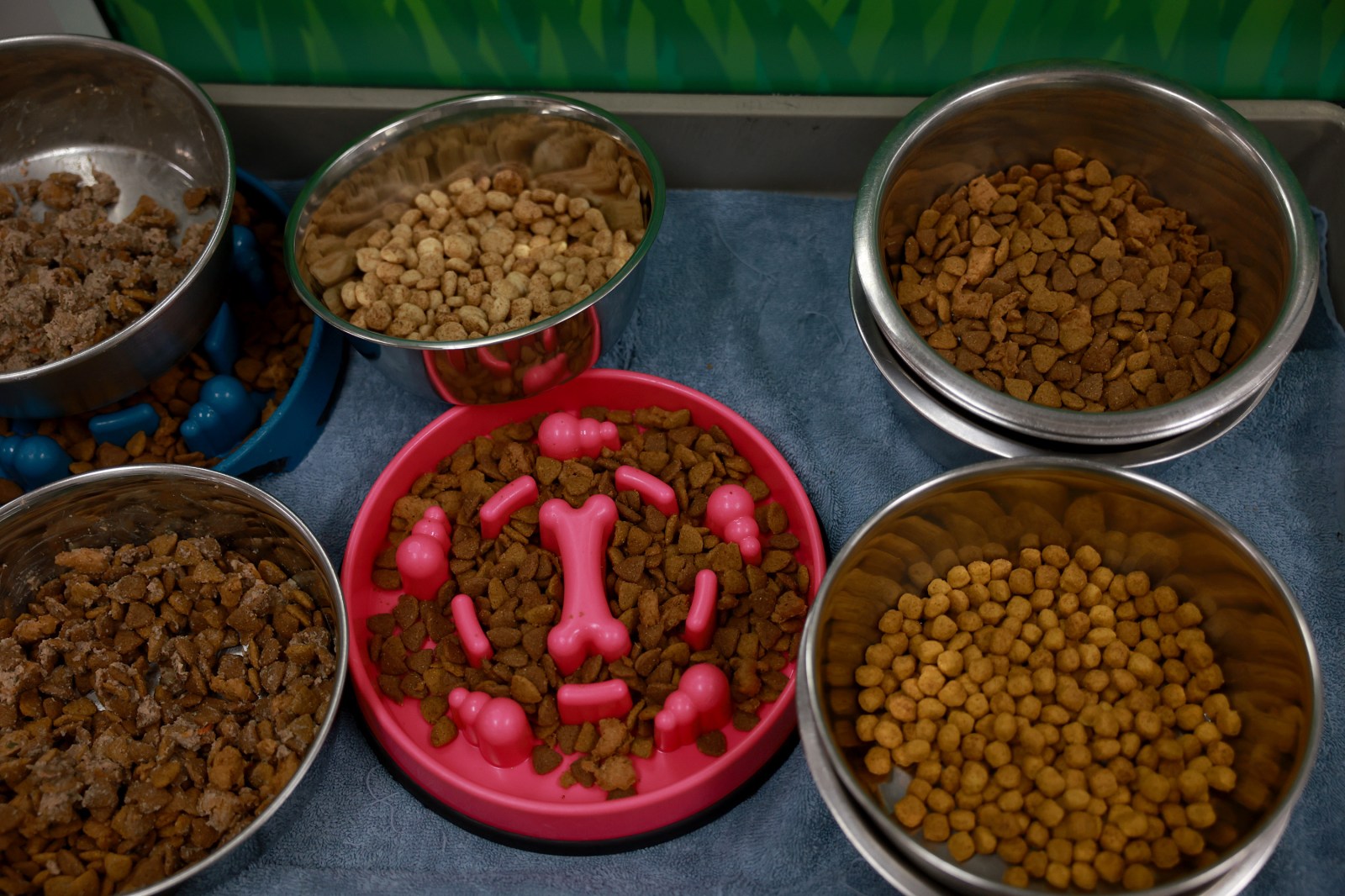 newsweek.com - Anna Commander - Dog food recall map shows states with new warning