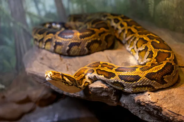 A Burmese python in its enclosure at the Bronx Zoo, February 21, 2024, in New York City.