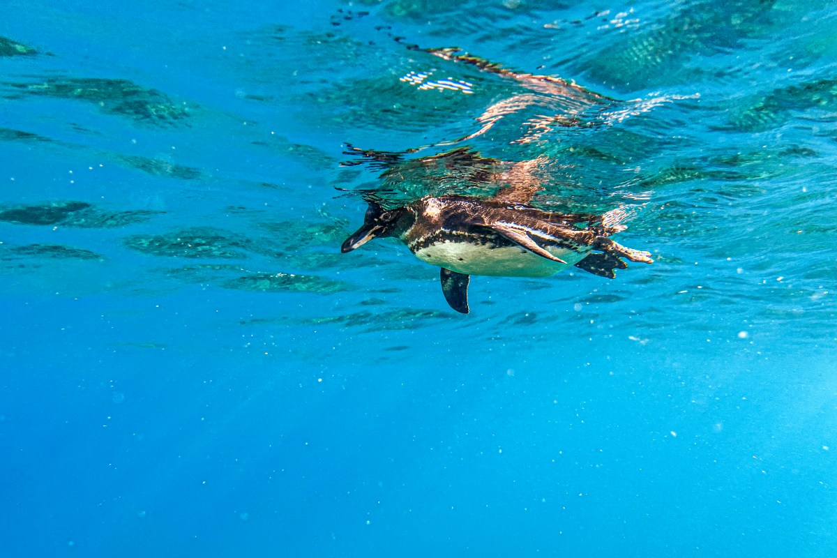 Fears Grow Most Gal&aacute;pagos Penguins May Die This Year Due to Super El Ni&ntilde;o