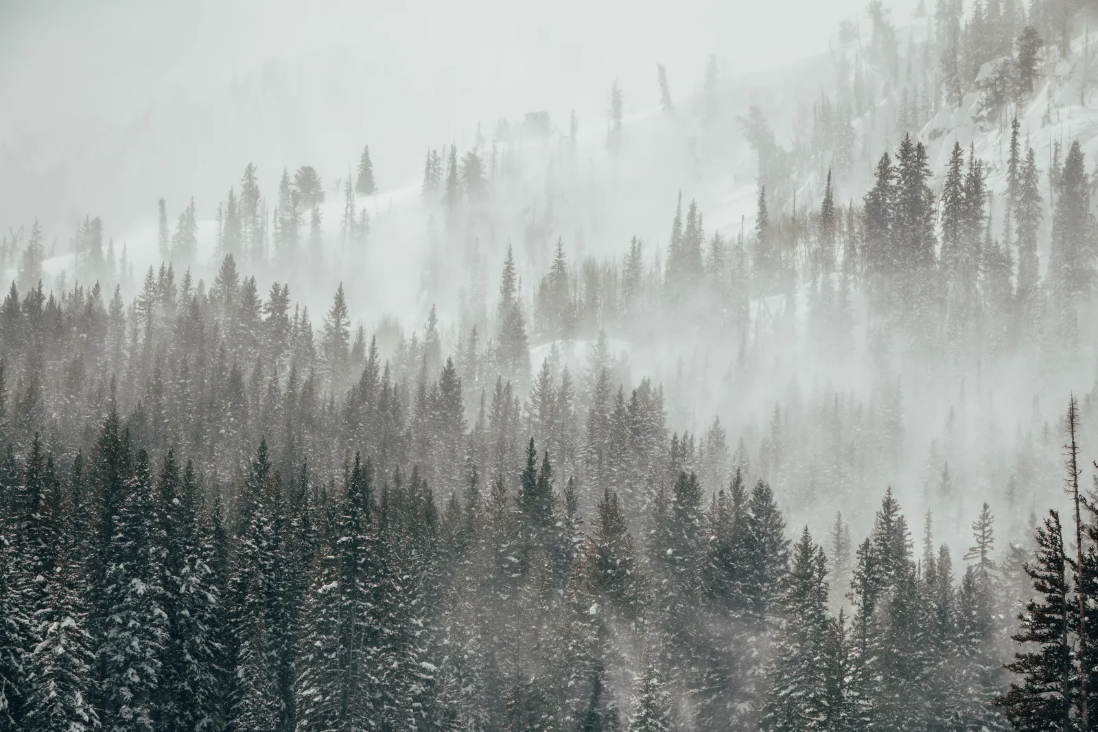 Fresh snow blows off trees in the mountains around Brighton, Utah. Up to 4 inches of snow could fall in Utah's northern mountains on Friday night.