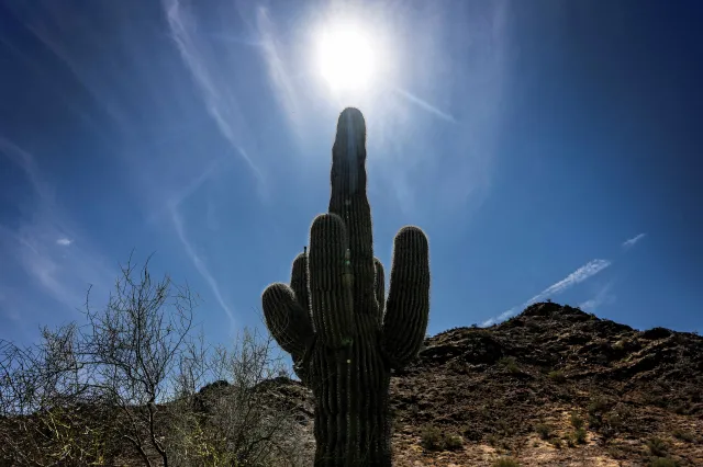 The sun shines through a saguaro cactus in Phoenix, Arizona, amid record-breaking temperatures on June 7, 2024.