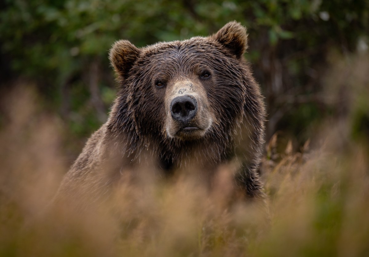 Republican Calls to End Grizzly Bear Protection After National Park Attacks