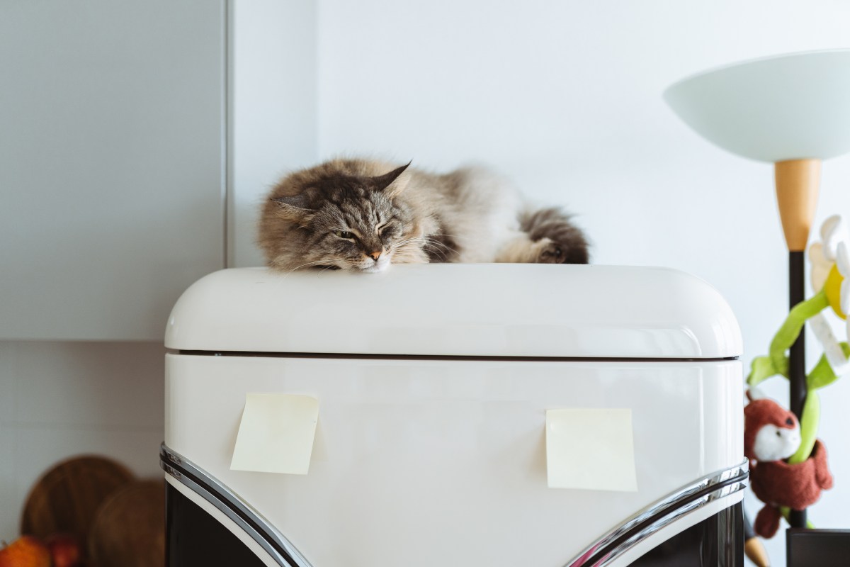 Why Your Cat Sleeps in Unusual Places—and What It Says About Them