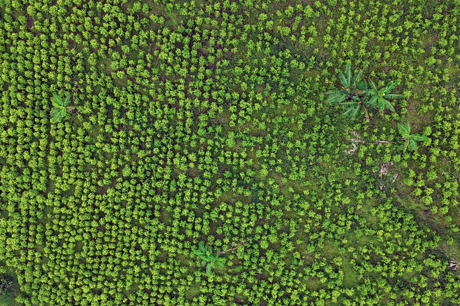 An aerial view of a coca leaf plantation near El Playon in Cauca, Colombia, is shown on February 12. (Photo by Joaquín Sarmiento/AFP via Getty Images)
