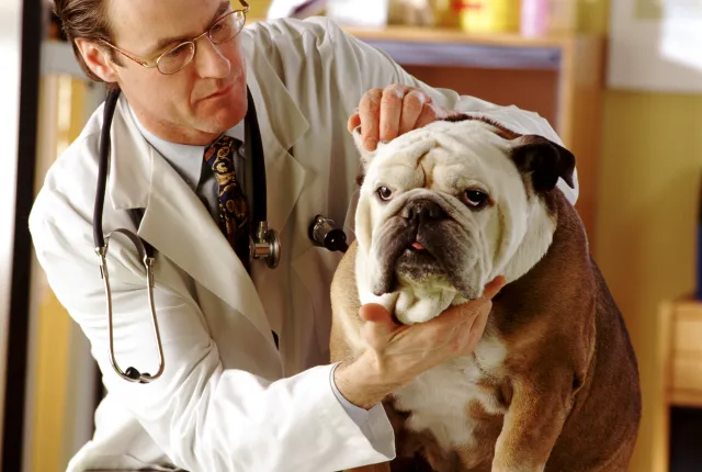 Stock image of a vet examining a bulldog.