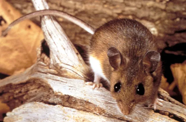 Deer mice are bicolored, whereas house mice don't have a distinctly white belly.