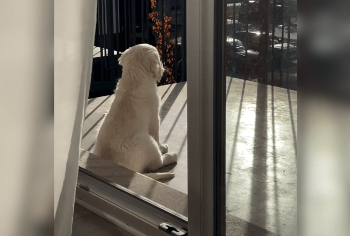 Woman’s Golden Retriever Dies at 4—Now She’s Feeding New Puppy Differently