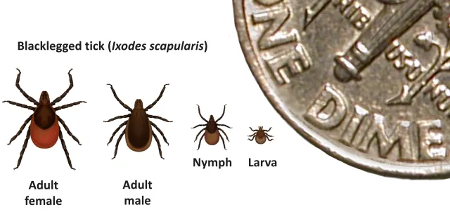 In general, adult ticks are approximately the size of a sesame seed and nymphal ticks are approximately the size of a poppy seed. SOURCE: CDC