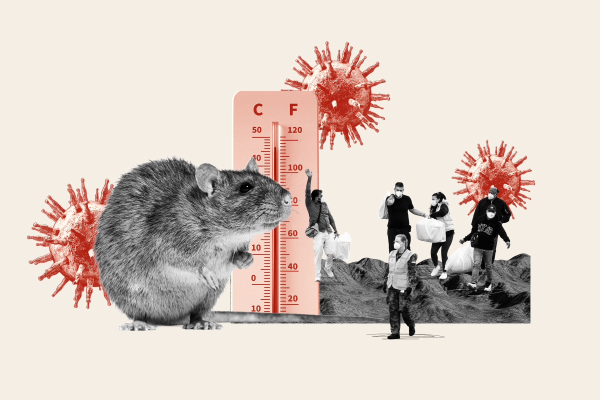 Super El Niño Could Mean More US Hantavirus Cases This Summer