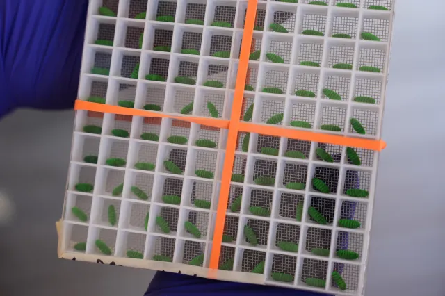 A test container of dyed fly pupae on display at a Domestic New World Screwworm Sterile Fly Production Facility in Edinburg, Texas, on February 9, 2026.