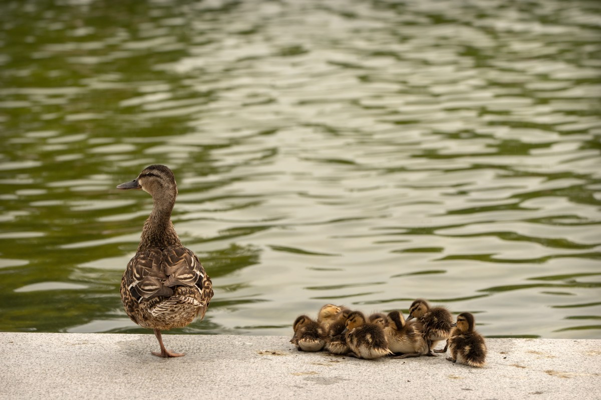 Dead Duck Seen at Reflecting Pool in Viral Image, Cause Unclear