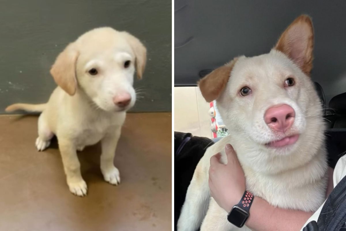 Owners Decide To Adopt Rescue Puppy They Think Is a Labrador&mdash;Then She Grows