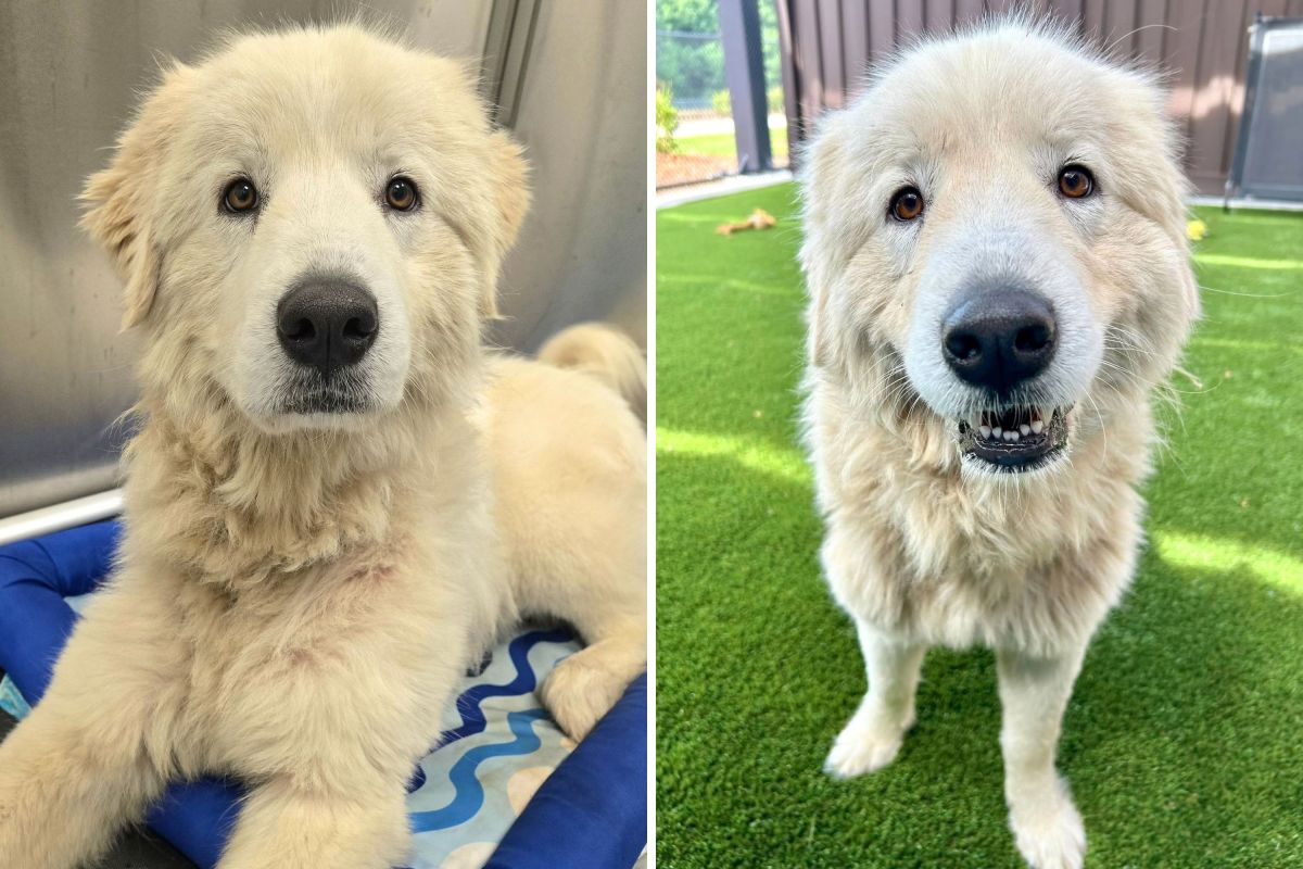 A 71-Pound Dog Lost Her Owner and Home—Now Just Wants to Be a Lap Dog
