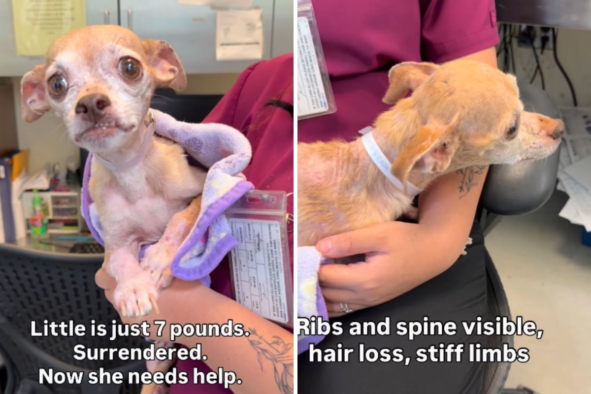 Two Surrenders in Five Years Leave Chihuahua Barely Recognizable