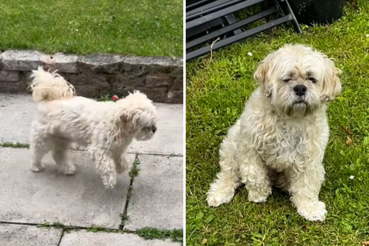 Owner Rushes Dog to Vet Over Worrying Symptoms—Not Prepared for the Truth Owner Rushes Dog to Vet Over Worrying Symptoms—Not Prepared for the Truth