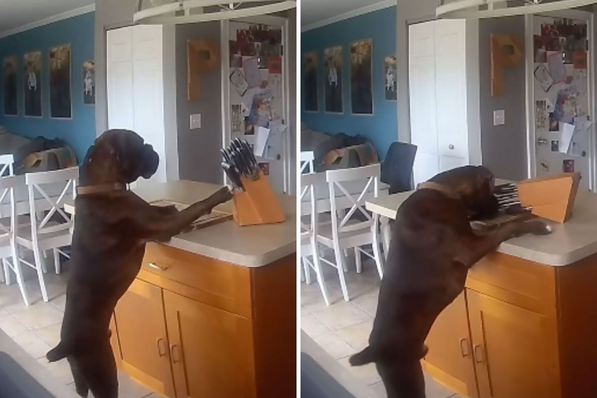 10 Everyday Things You Didn’t Realize Are Quietly Endangering Your Dog