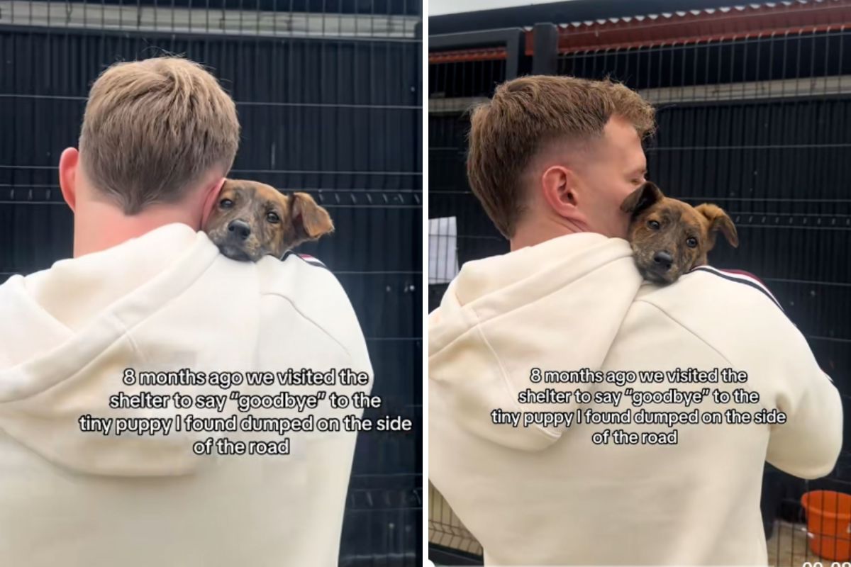 Couple Visit Stray Puppy They Saved in Shelter—Realize What They Have To Do