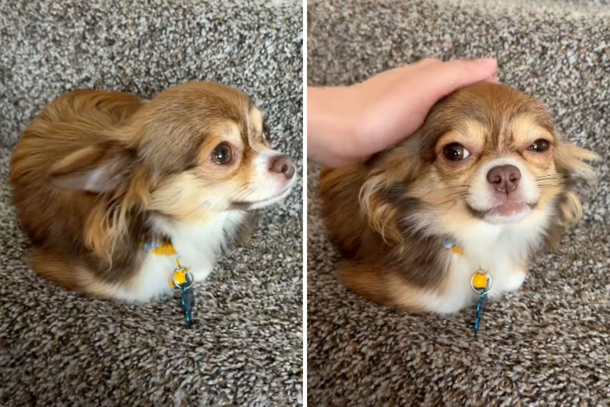 Woman Adopts Chihuahua After Old Owner Passes Away, Then Realizes Something