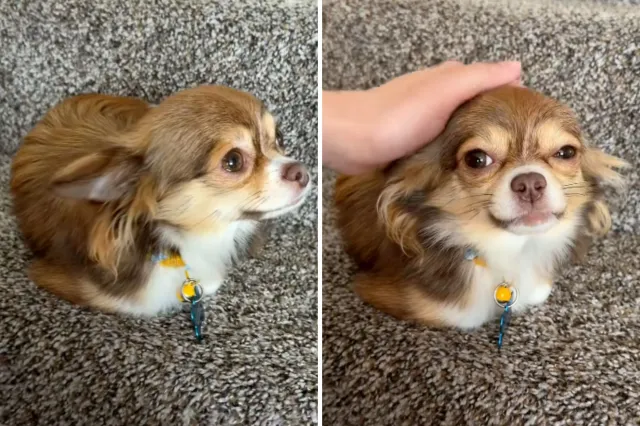 Adopted Chihuahua sits like cat
