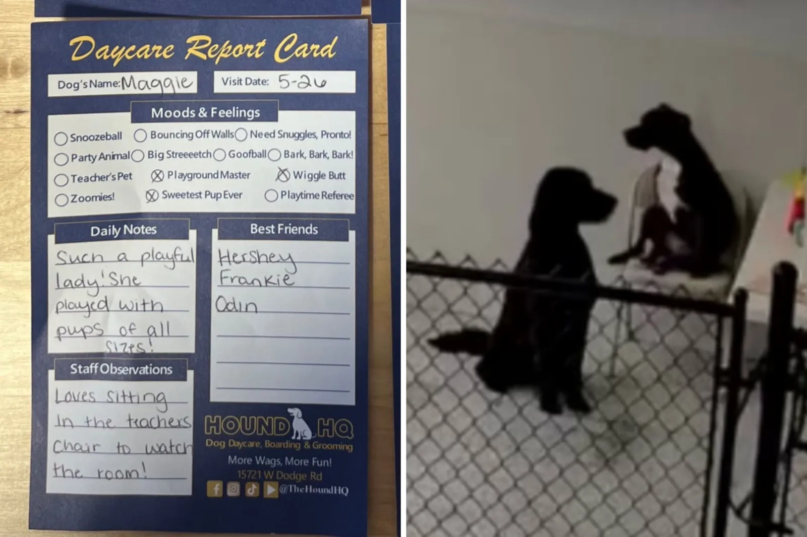 Dog sitting on chair at daycare