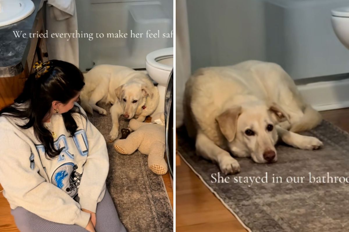 Couple Fostered ‘Most Shut Down’ Senior Dog—Weeks Later, Cam