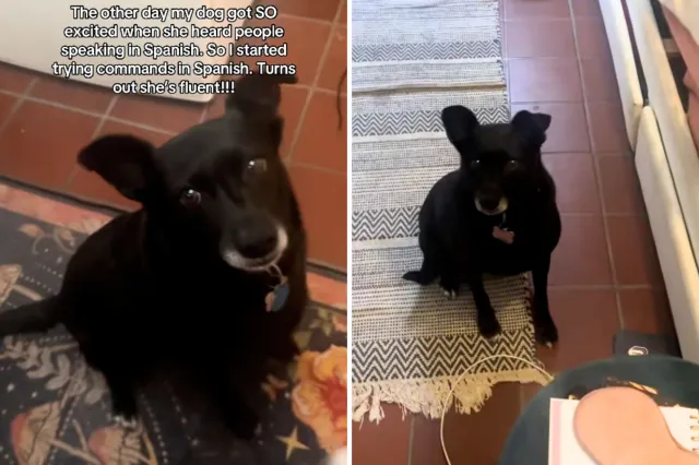 Dog following commands in Spanish