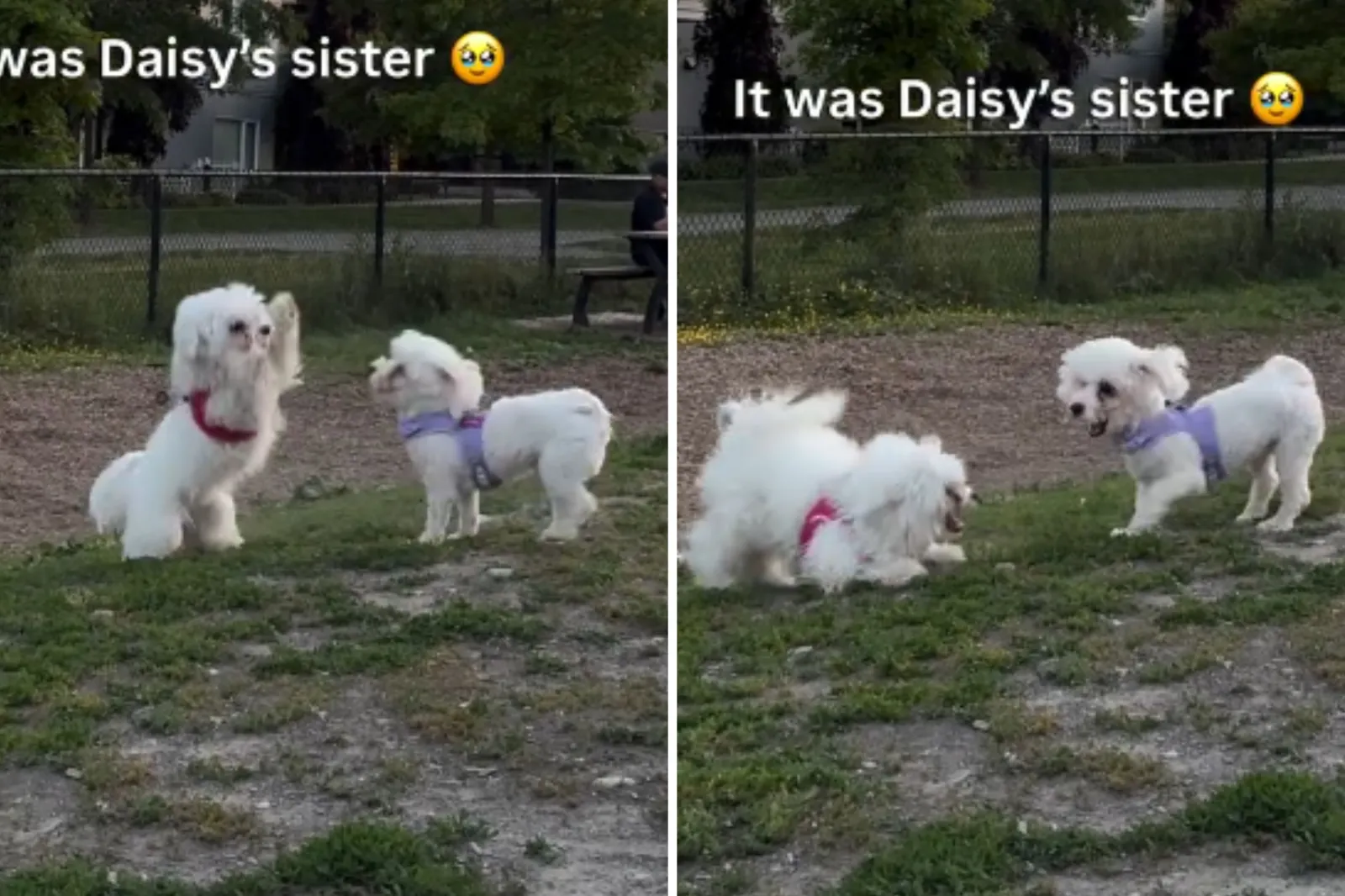 Maltipoos playing at dog park