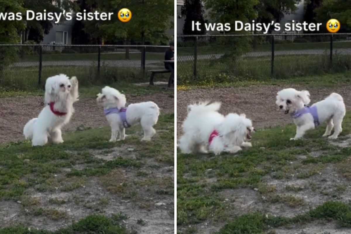 Maltipoo Befriends Look-alike Dog at Park—Then Owners Uncover Hidden Link