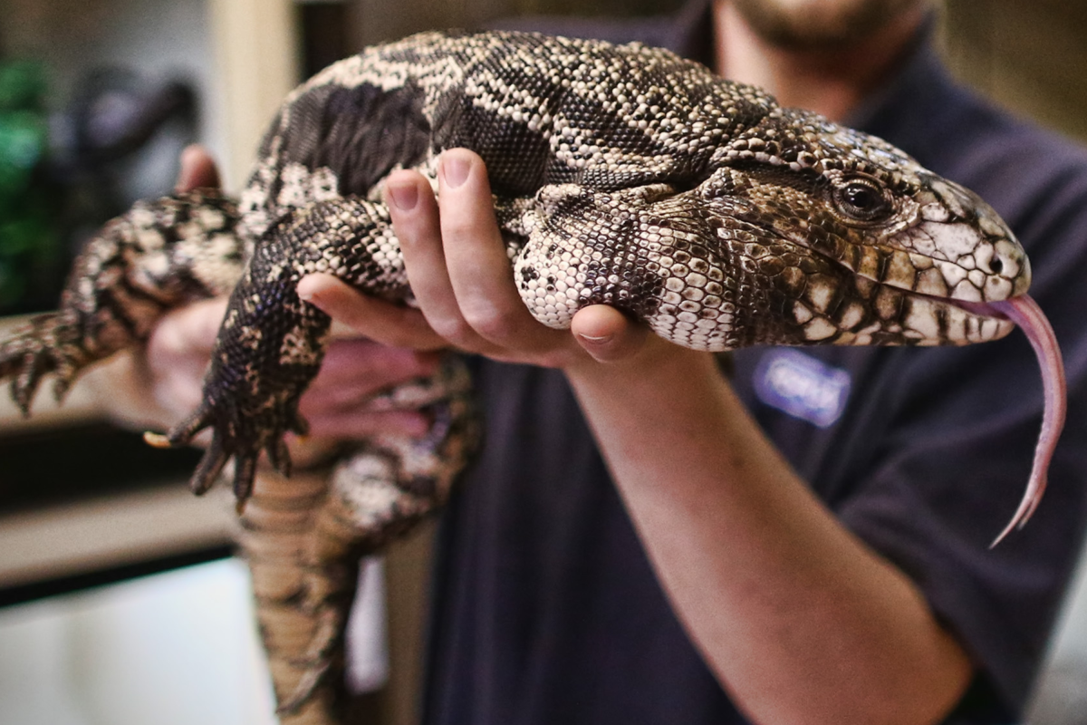 Map Shows Georgia Lizard Sightings as Residents Told to Report or Kill