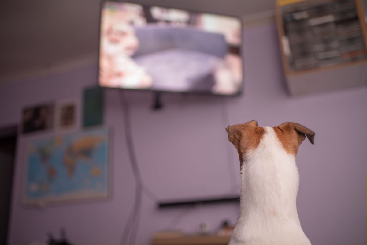 How to Tell Whether Your Dog Actually Likes Watching T.V.