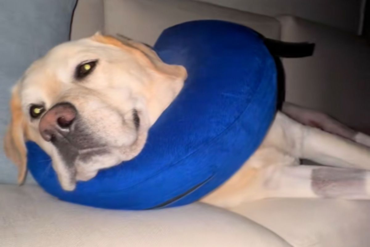 3 Things Vet Wants Owners To Know About Taking Care of a Dog Post-Surgery