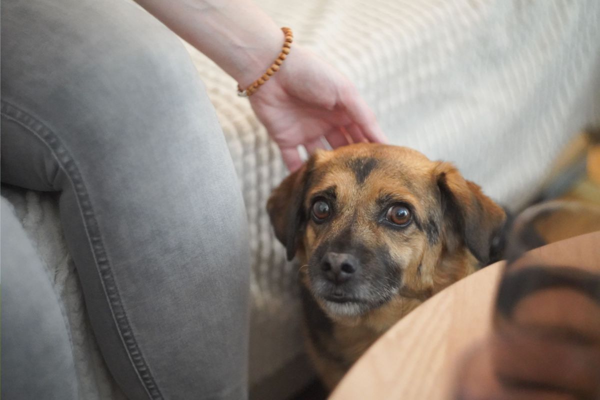 5 Daily Habits That Make Your Dog Secretly Dislike You