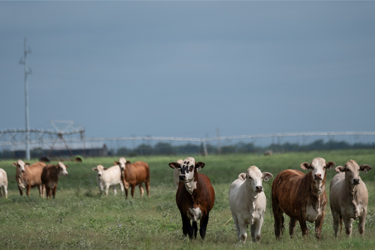 Mexico Bans Import of Live Animals Over Screwworm: