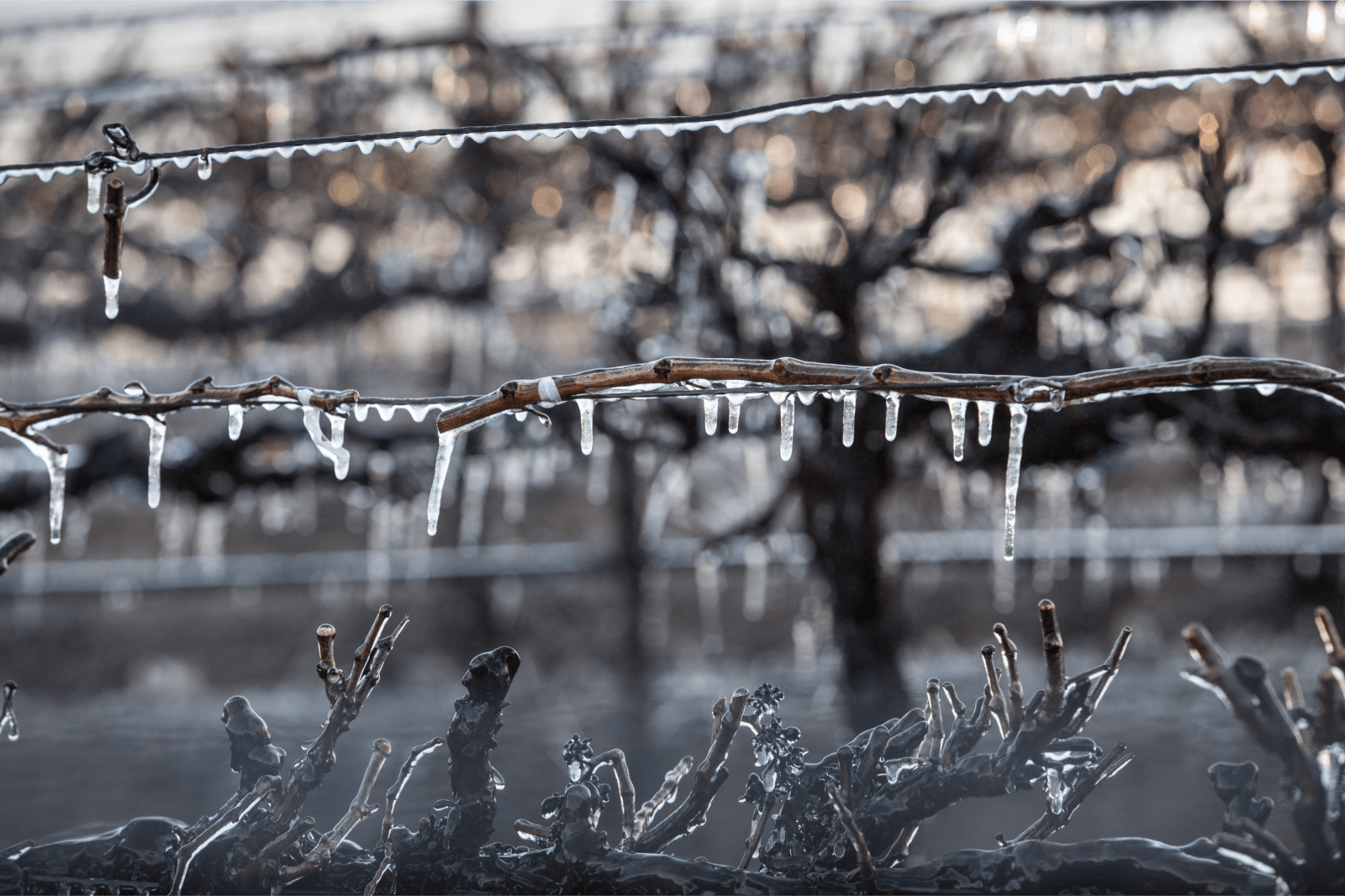 Cold Snap Brings Snow, Frost Advisories to Parts of Five Western States
