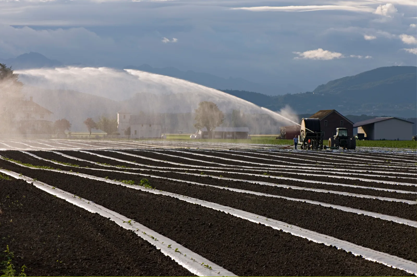 Stock image: irrigating crops grow in the Skagit Valley, Washington.