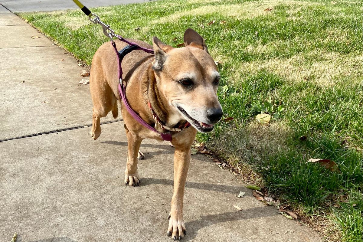 How To Spot the Early Signs of Dementia in Your Dog