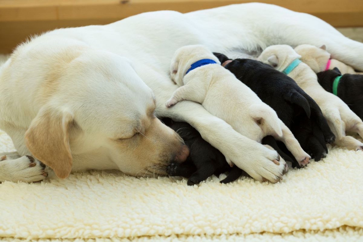 The 4 Traits to Look Out for in Mom Dog When Choosing a Puppy