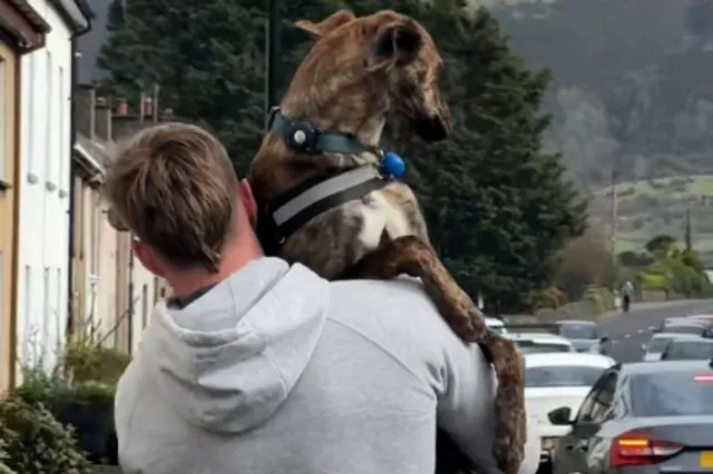 Large dog being held by owner