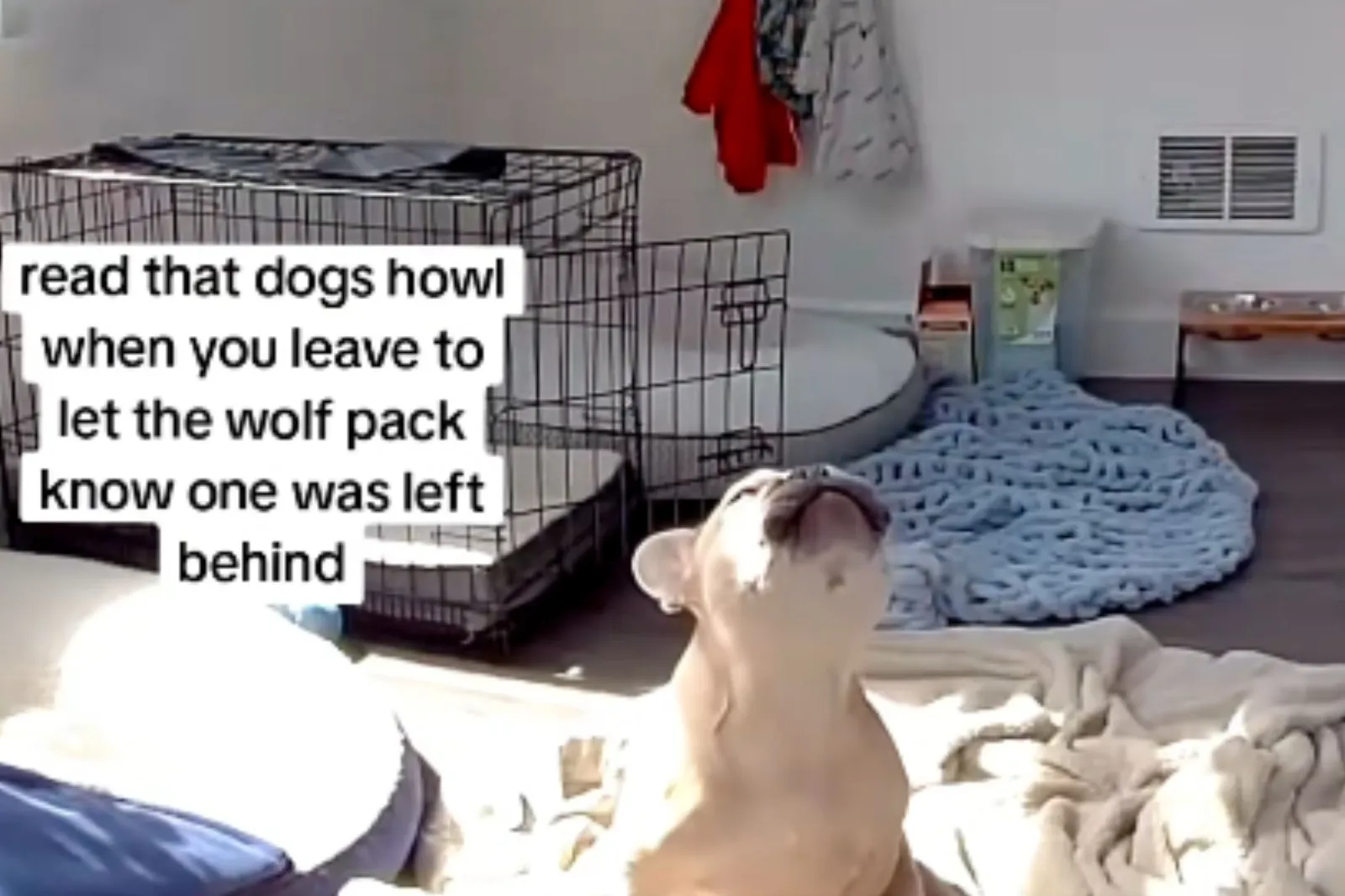 Owner Sees French Bulldog Home Alone Howling on Pet Cam, Then Realizes Why