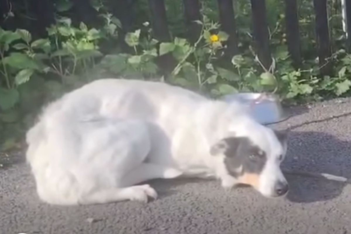 Shelter Staff Saddened by What’s on Note Found With Dog Abandoned Outside