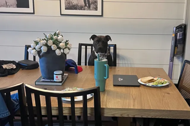 Rescue dog sitting at table